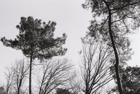 Kodak Tri-X 400 Pellicule 35mm N&B
