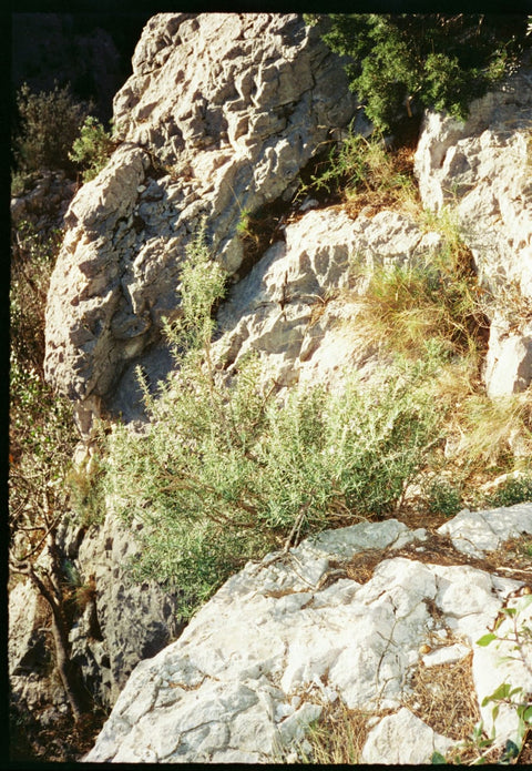 FilmNeverDie Sora 200 Pellicule 35mm