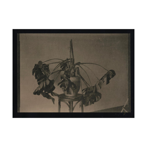 Darkroom Printing with plant-based developers