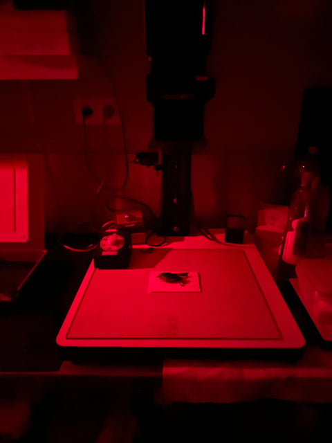 Paper developing with plant-based developers