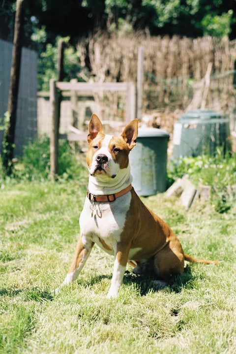 Kodak Pro Image 100 – 5-Roll Dev+Scan Bundle 35mm